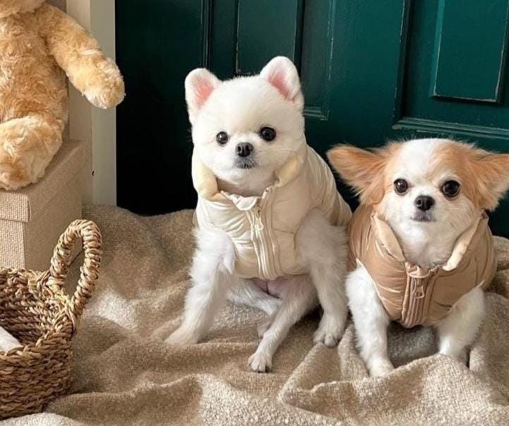 Cozy Zip-up Puffer Jacket, S-3XL, Winter Jacket, Small Dog Clothes, Dog Jacket, Dog Fashion, Dog Apparel, Pet Clothing - NKpup