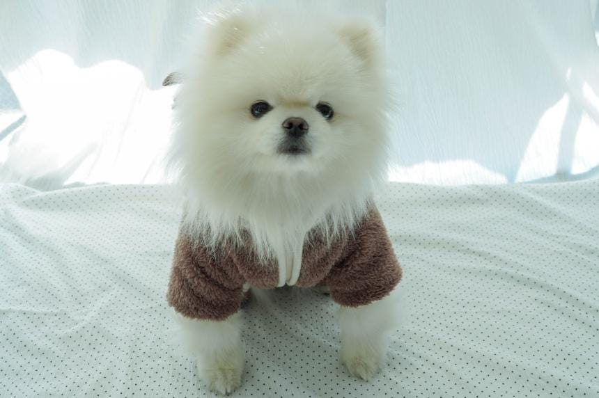 Reindeer Fleece Onesie, S-XL, Christmas Costume Dog, Dog T-shirt, Dog Top, Dog Clothing, Dog Fashion, Dog Appare - NKpup