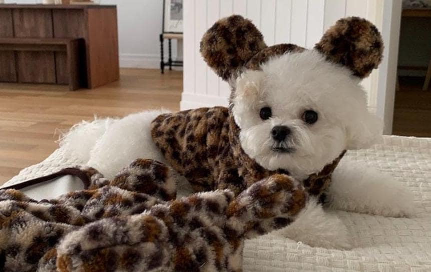 Fuzzy Leopard Bear Hoodie, S-2XL, Small Dog Clothes, Dog Winter Cozy Outfit, Dog Sweater, Gift for Furry Friends, NKPUP - NKpup