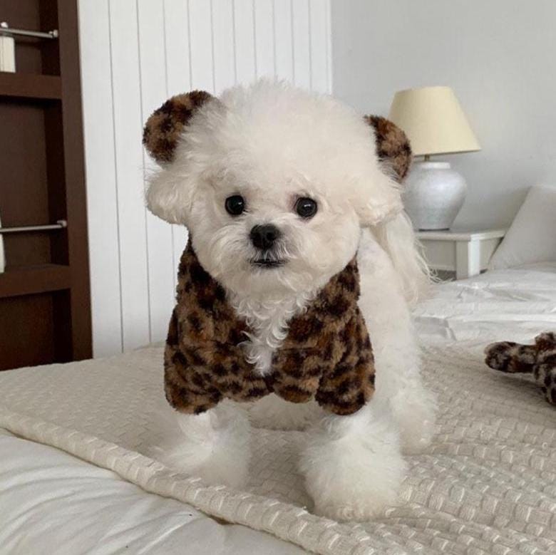 Fuzzy Leopard Bear Hoodie, S-2XL, Small Dog Clothes, Dog Winter Cozy Outfit, Dog Sweater, Gift for Furry Friends, NKPUP - NKpup