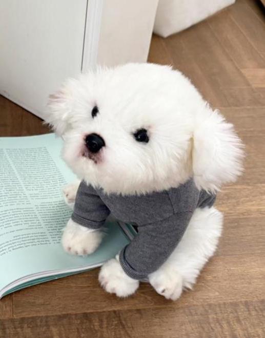 Heart Mock Neck Tee, S-2XL, Small Dog Clothes, Ultra Lightweight Dog Top, Dog Top, Dog Knit, NKPUP - NKpup