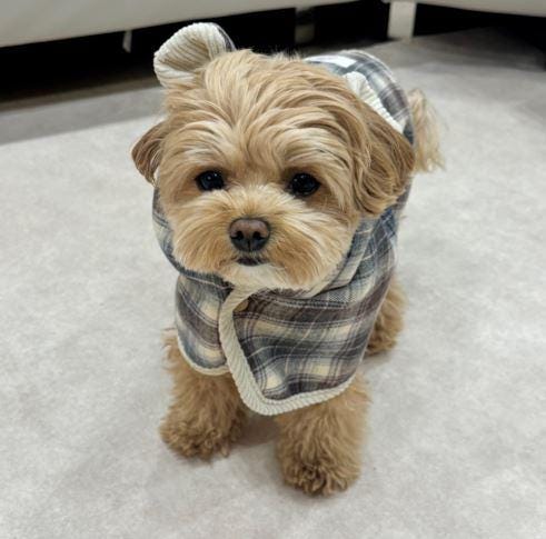 NKpup Plaid Cape Dog Vest in blue and beige checkered pattern