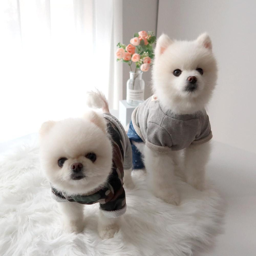 Casual Crop Sweatshirt, S-XL, Pet Clothing, Dog-Tee, Dog check-shirt, Dog Top, Dog Clothing, Dog Fashion, Dog Long sleeves - NKpup