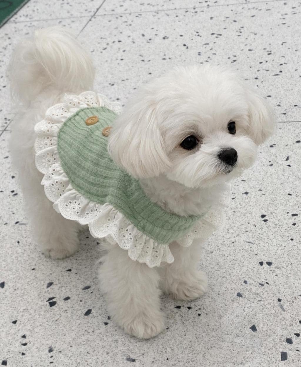 ace Ruffle Ribbed Bib, S-2XL, Pet Bib, Dog Neck Accessory, Pet Clothing, Pet Accessory, Dog Outfit, Dog Apparel, Pet Clothing - NKpup