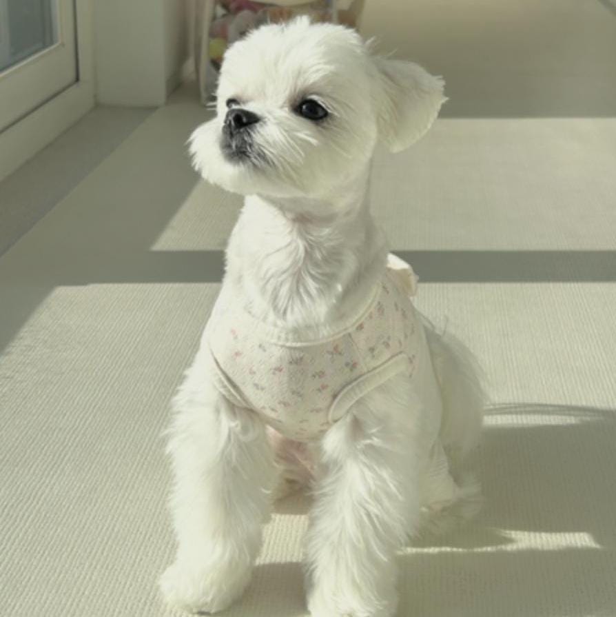 Floral Bow Knit Overall, XS-2XL, Pet Pants, Dog Jumpsuit, Dog Winter Outfit, Dog Fashion - NKpup