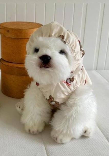 Squirrel Hooded Windbreaker, S-2XL, Dog Jacket, Small Dog Outer, Small Dog Clothes, Gift for Dogs, NKPUP - NKpup