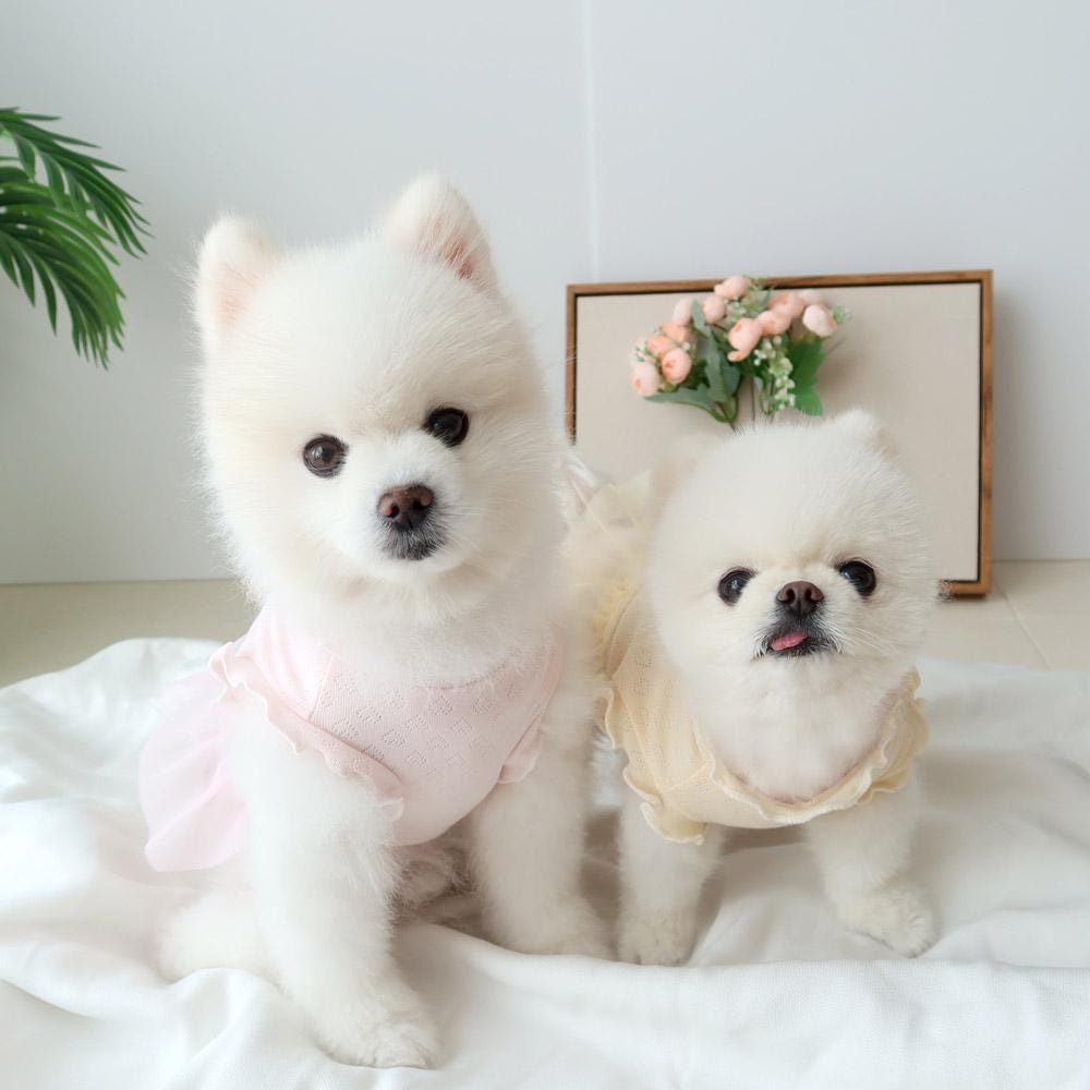 Frill Ribbon Dress, S-XL, Small Dog Clothes, Dog Dress, Dog Wedding, Dog Cute Outfit, Pet Clothing, NKPUP - NKpup