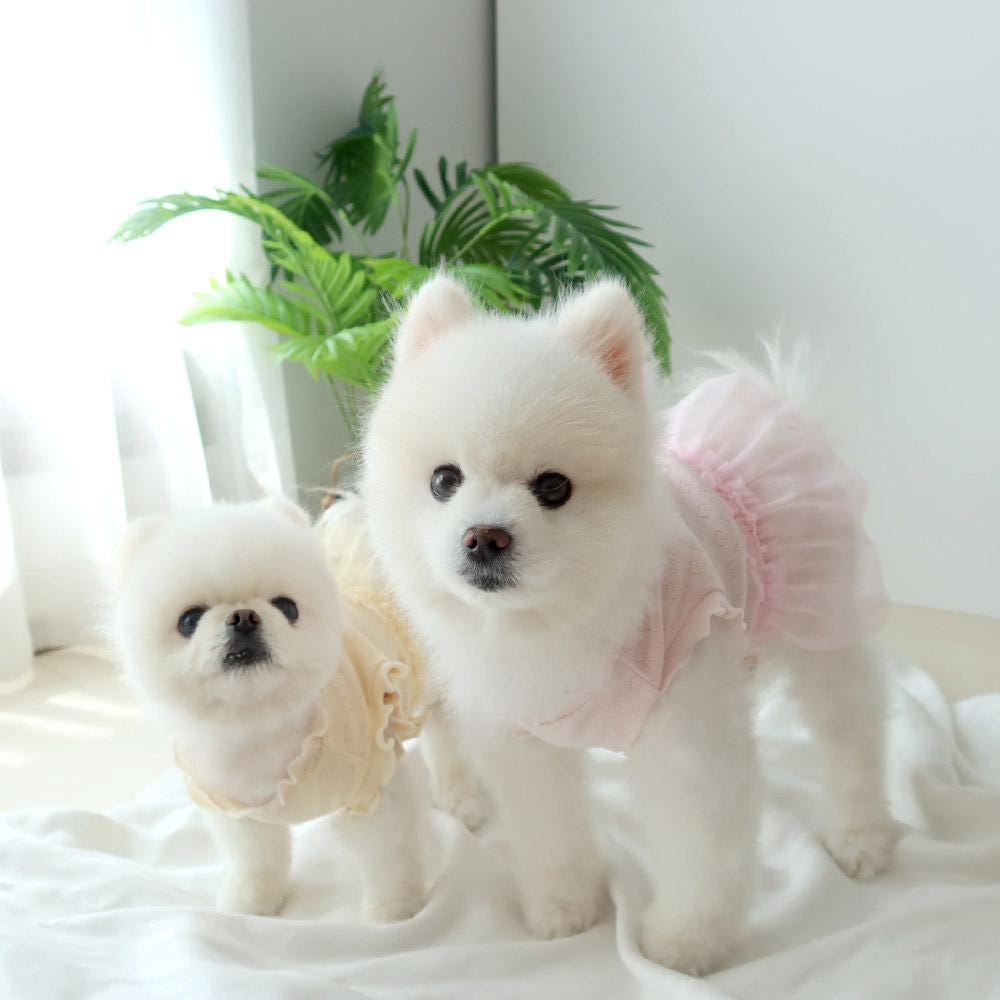 Frill Ribbon Dress, S-XL, Small Dog Clothes, Dog Dress, Dog Wedding, Dog Cute Outfit, Pet Clothing, NKPUP - NKpup