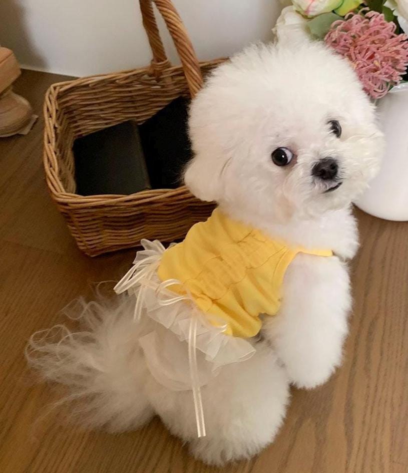 Pastel Ribbon Frill Cooling Mesh Dress, S-XL, Small Dog Clothes, Dog Dress, Dog Wedding, Dog Luxury Dress, NKPUP - NKpup