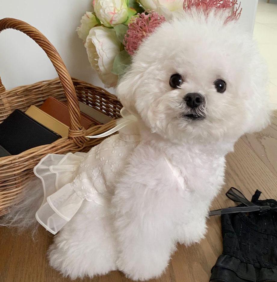 Elegant Organza Ribbon Dress, S-XL, Small Dog Clothes, Dog Dress, Dog Cute Dress, Dog Apparel, NKPUP - NKpup