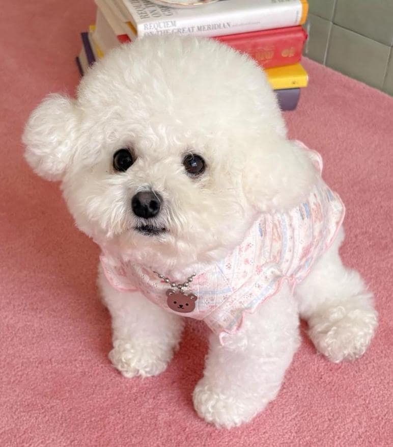 Sweet Doll Ruffle Dog Tee, Pastel Print, Soft Ribbed Fabric (S-2XL) - NKpup
