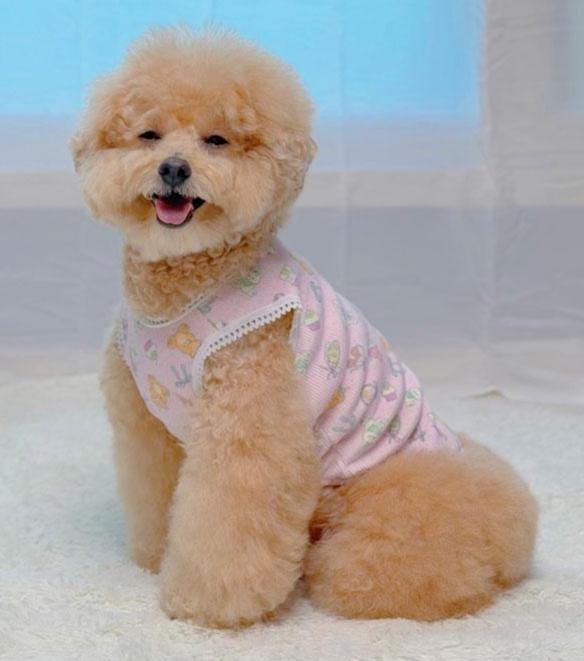 Bebe Cozy Dog Shirt, Character Print, Lace Edge - NKpup