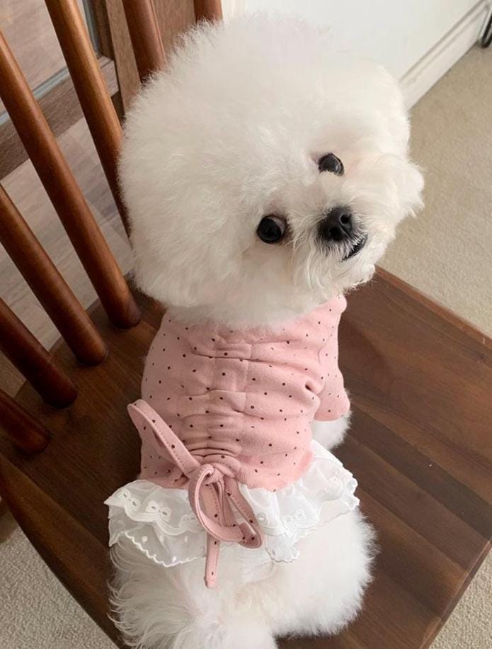 Dot String Lace Dog Dress, Adjustable Ruched Fit, Layered White Lace - NKpup