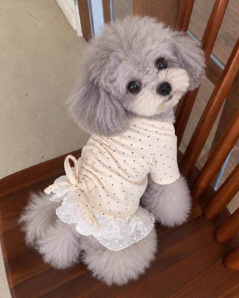 Dot String Lace Dog Dress, Adjustable Ruched Fit, Layered White Lace - NKpup