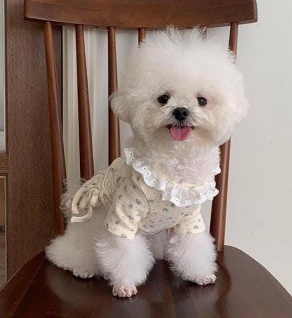 Floral String Lace Dog Dress, Adjustable Ruching, Flared Skirt - NKpup