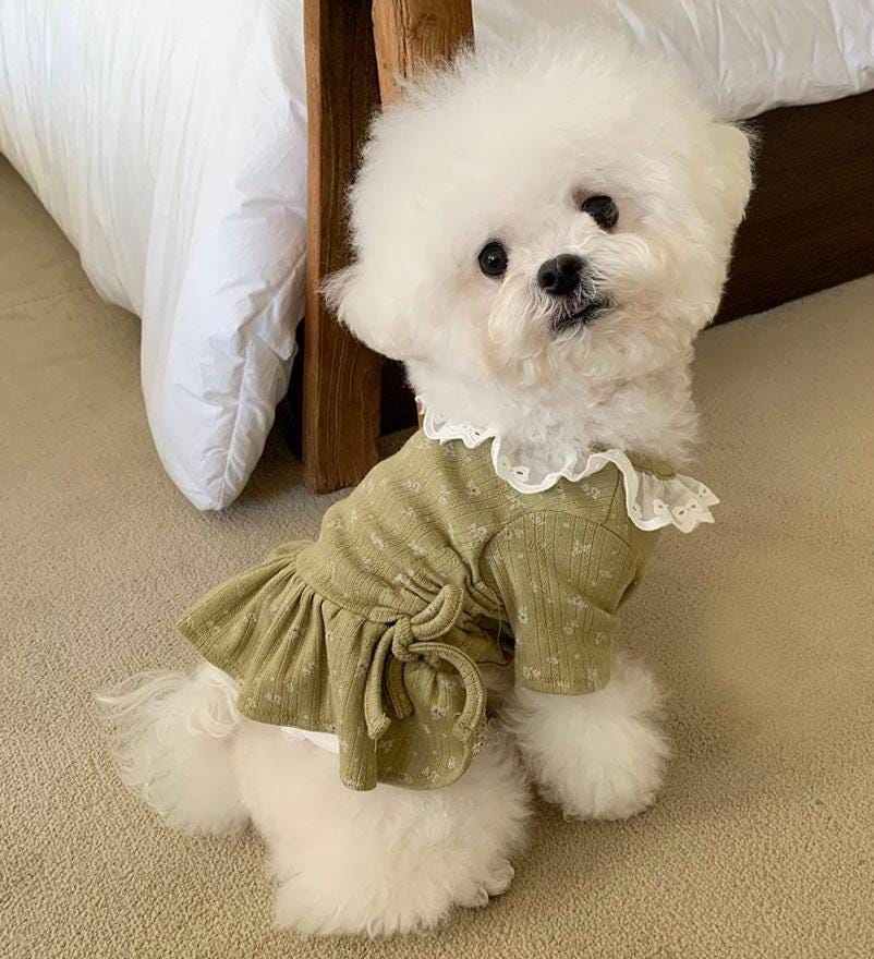 Floral String Lace Dog Dress, Adjustable Ruching, Flared Skirt - NKpup