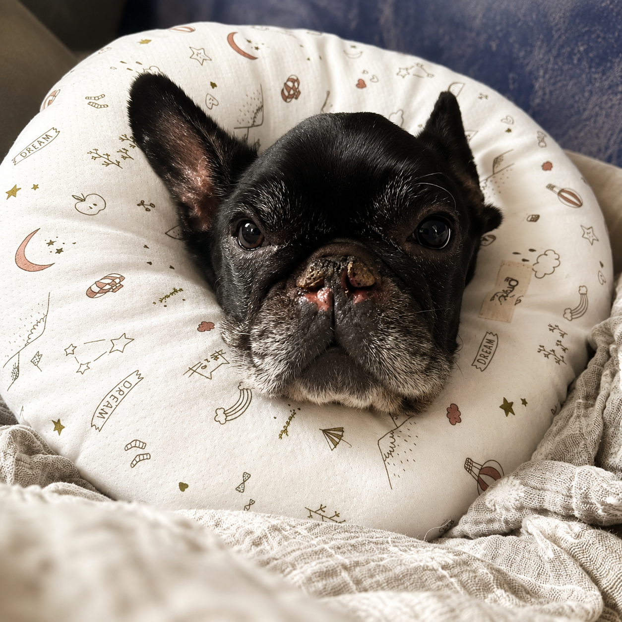 NKpup
