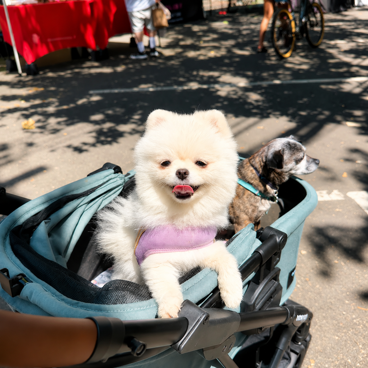 NKpup