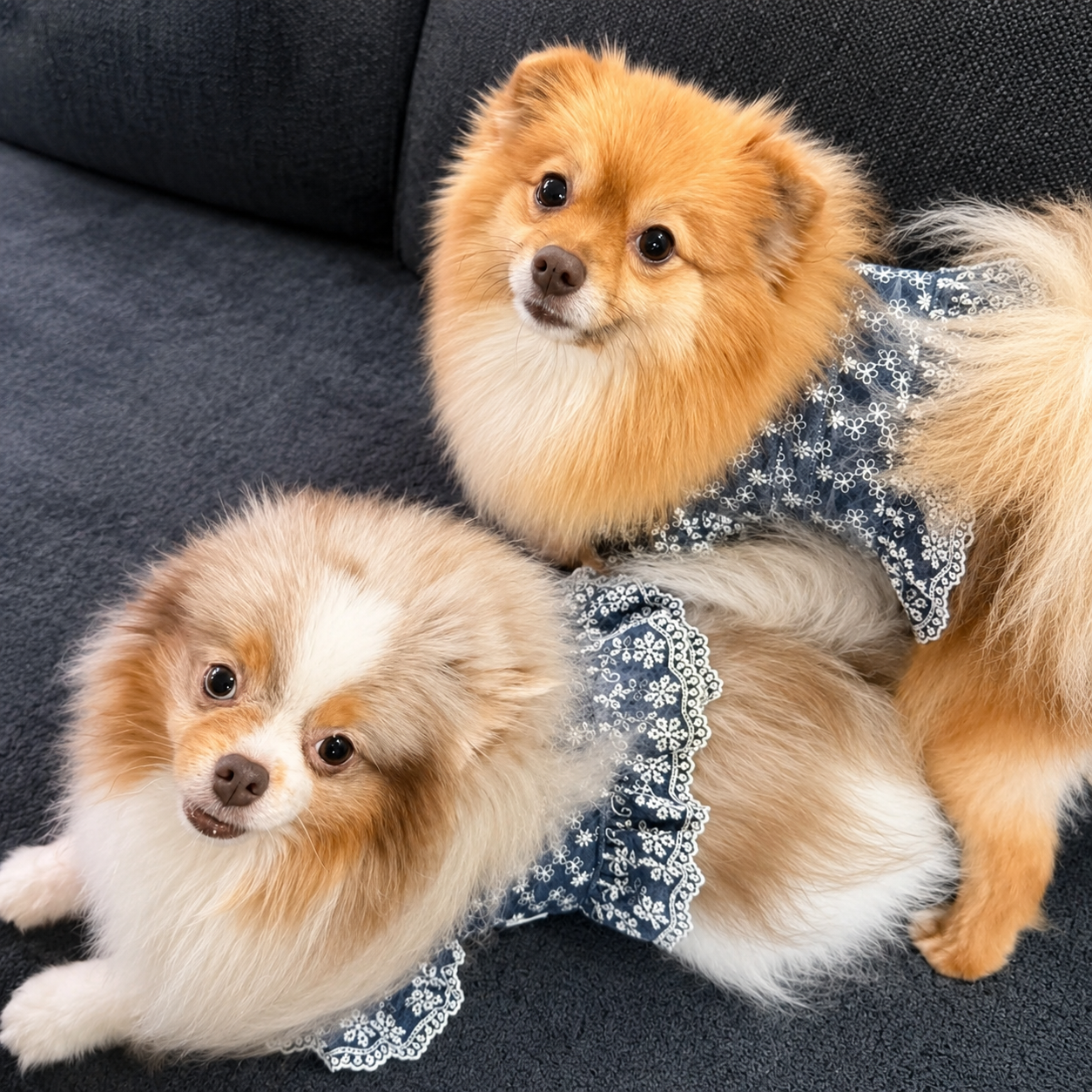 NKpup