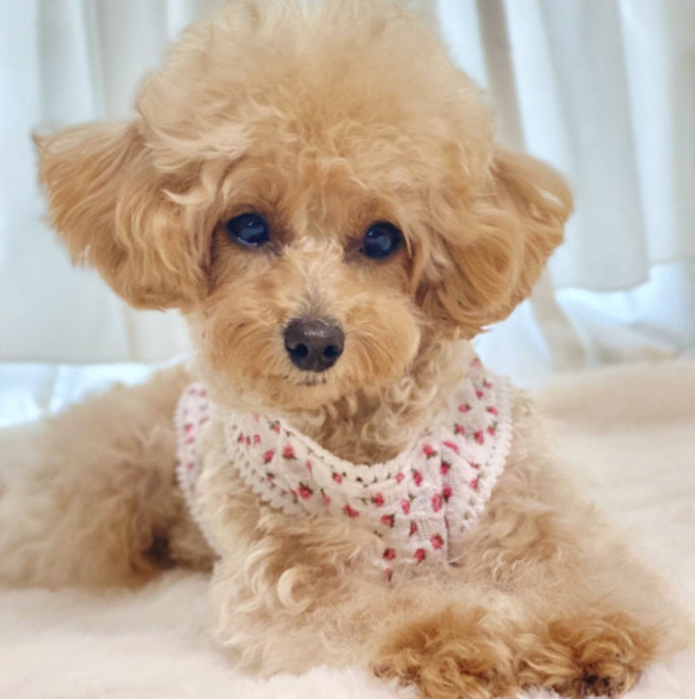 Tiny Floral Dog Tank Top