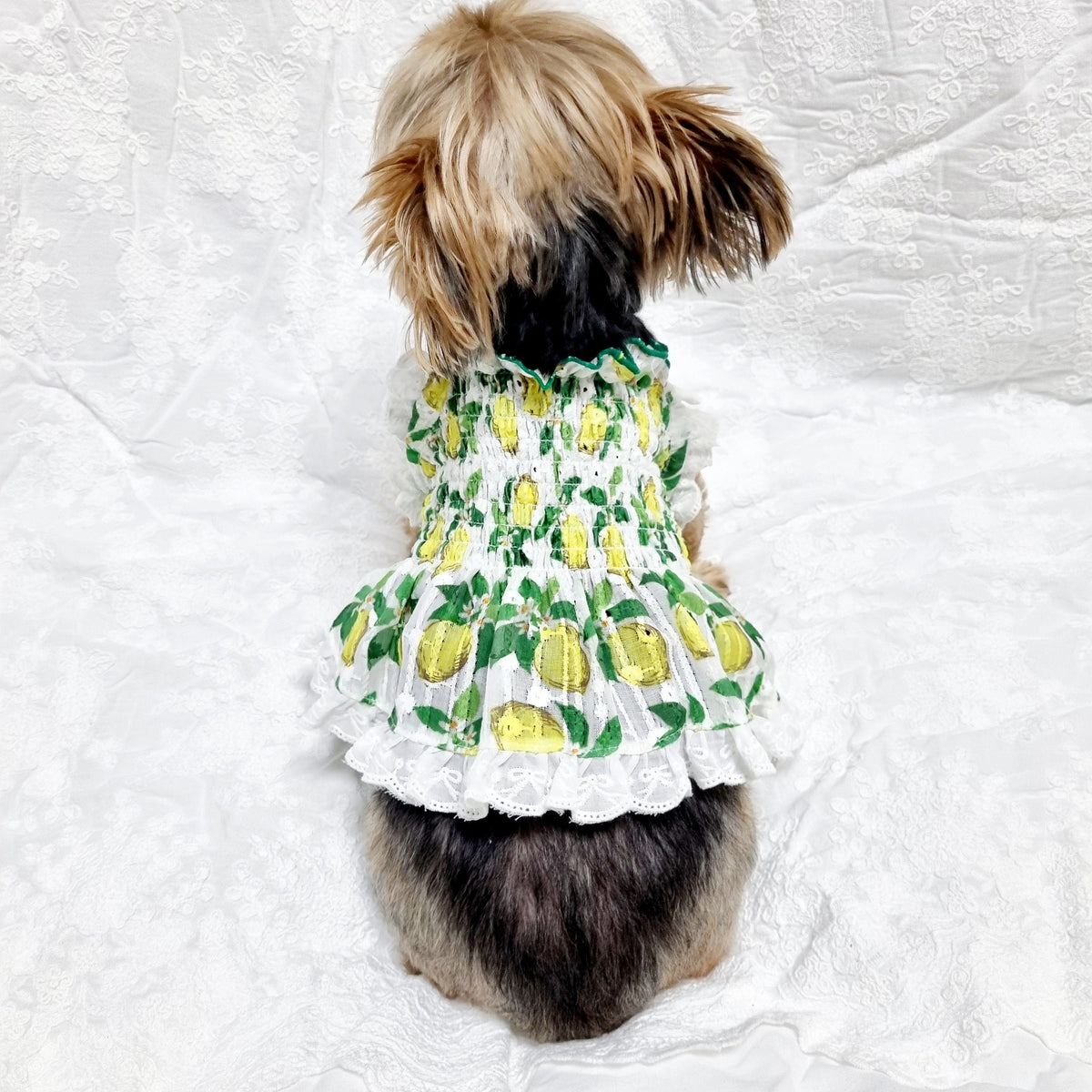 White dog dress with a yellow lemon pattern and white lace trim.