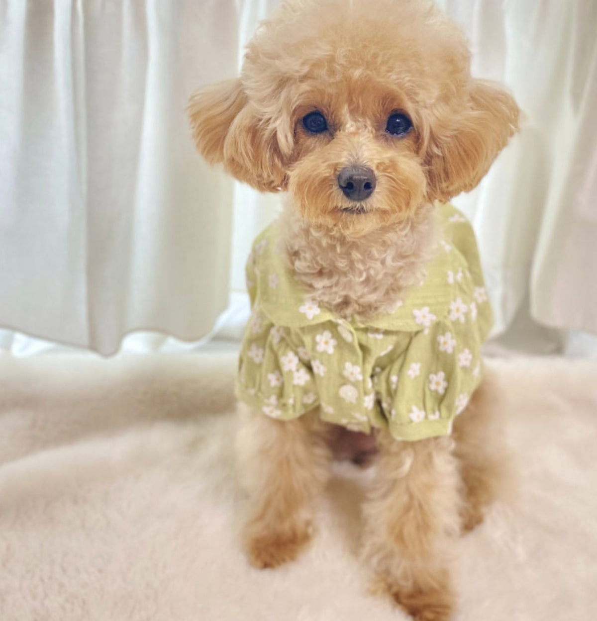 Pastel Floral Dog Blouse