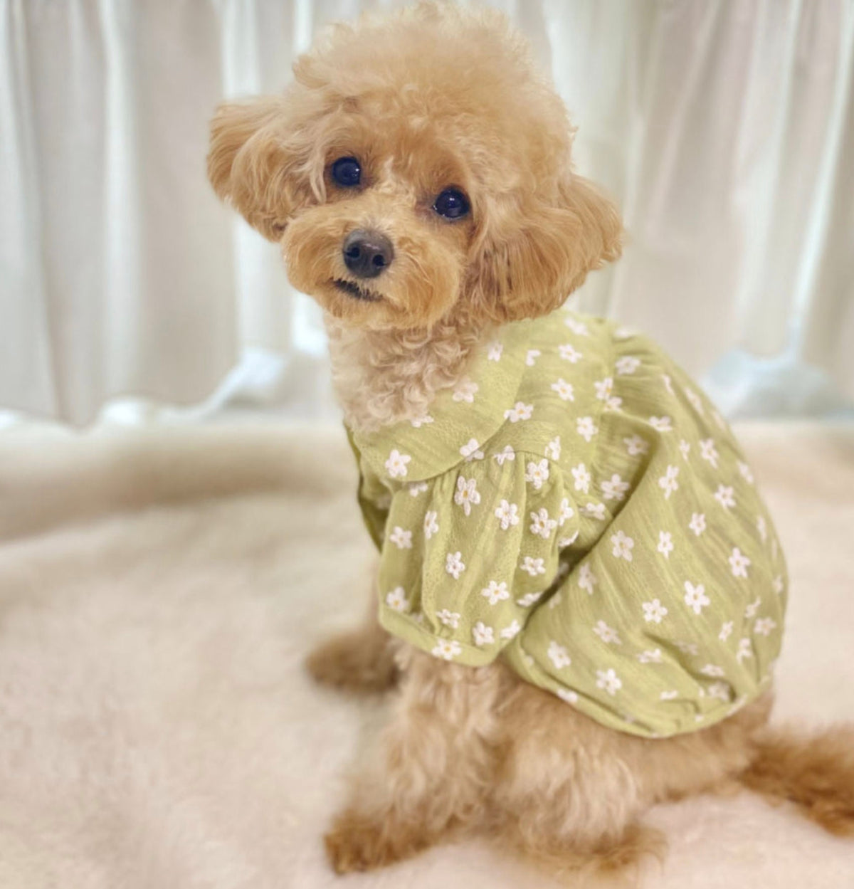 Pastel Floral Dog Blouse