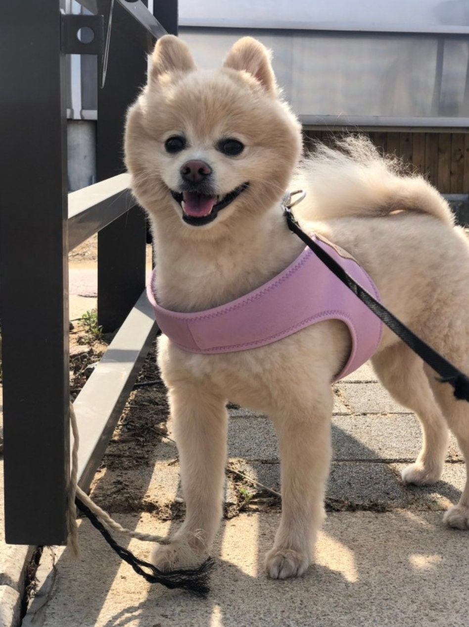 Air Cushion Dog Harness