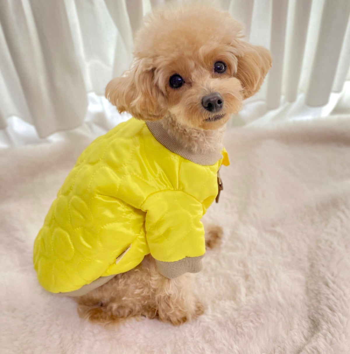 Bomber Dog Padded Jacket
