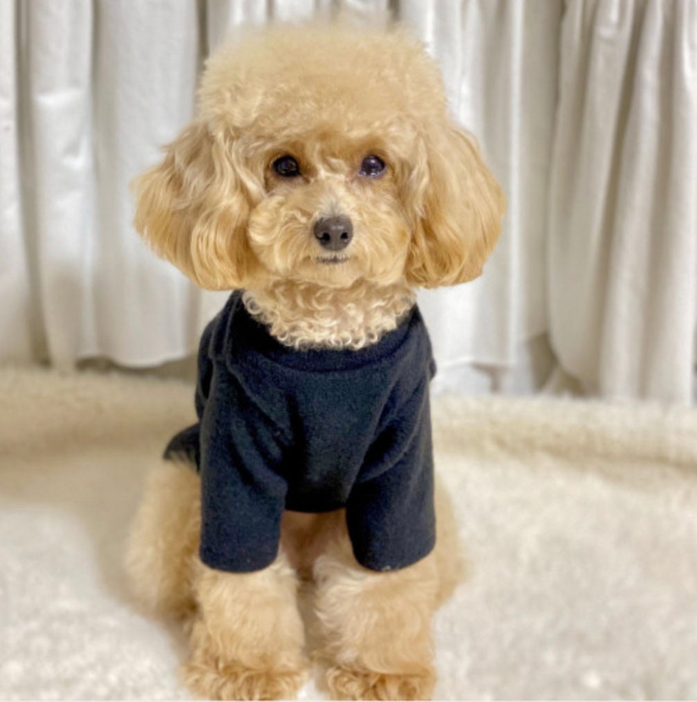 Teddy Bear Dog Knit Sweater