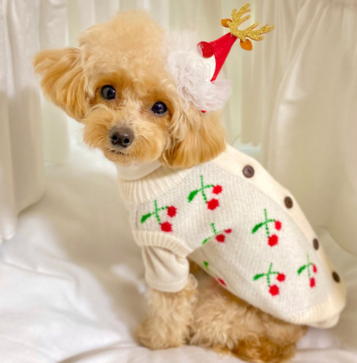 Christmas cherry knit dog cardigan in cream with red cherry patterns and brown buttons