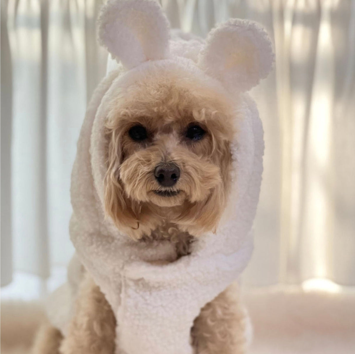 NKpup Baby Bear Fleece Dog Hoodie Vest in white with cute bear ears