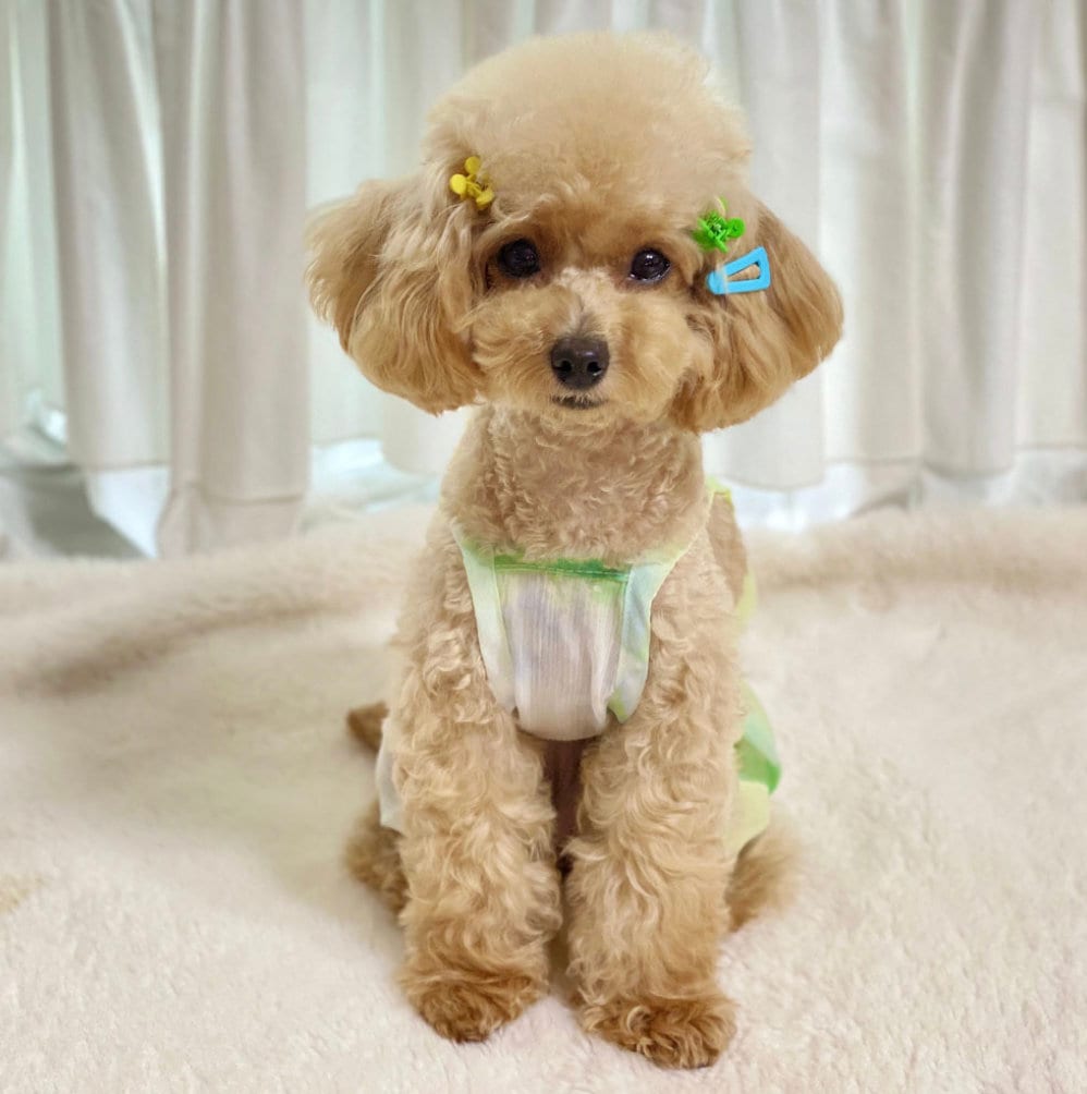 Sherbet Sheer Dog Overall