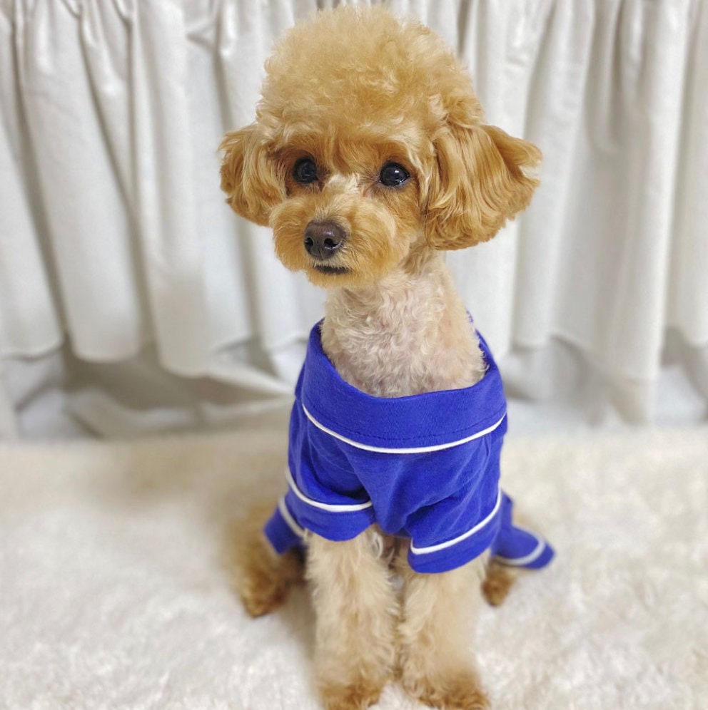 Solid blue dog pajamas overall with white trim