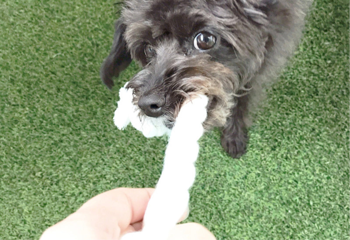 A small black dog playing with a white rope dog toy.