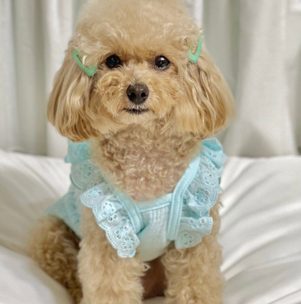 Eyelet Smocked Dog Dress