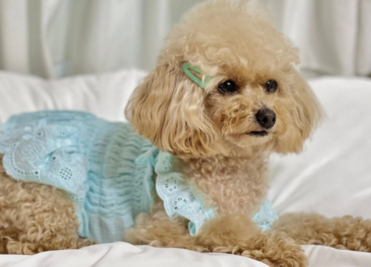Eyelet Smocked Dog Dress