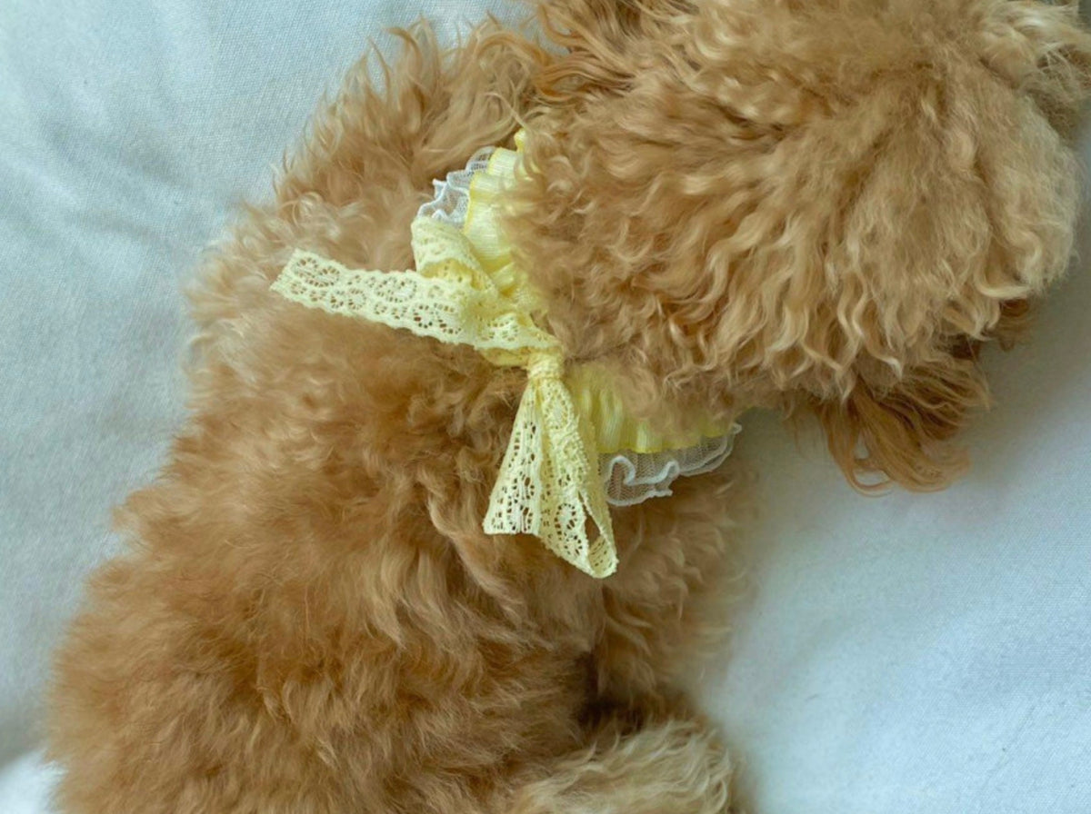 NKpup Cherry Lace Dog Cape in pale yellow with delicate lace trim and a bow detail.