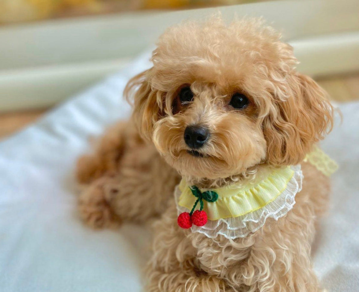 NKpup Cherry Lace Dog Cape in yellow with red cherry embroidery and white lace trim