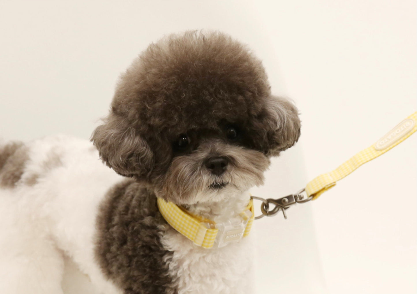 Cotton Collar Leash