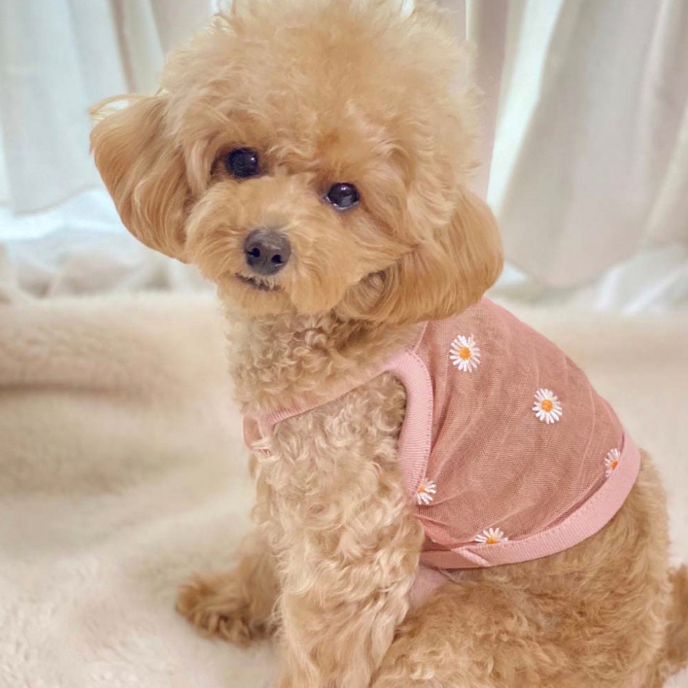 NKpup pastel pink mesh dog crop top featuring small white daisy floral embroidery