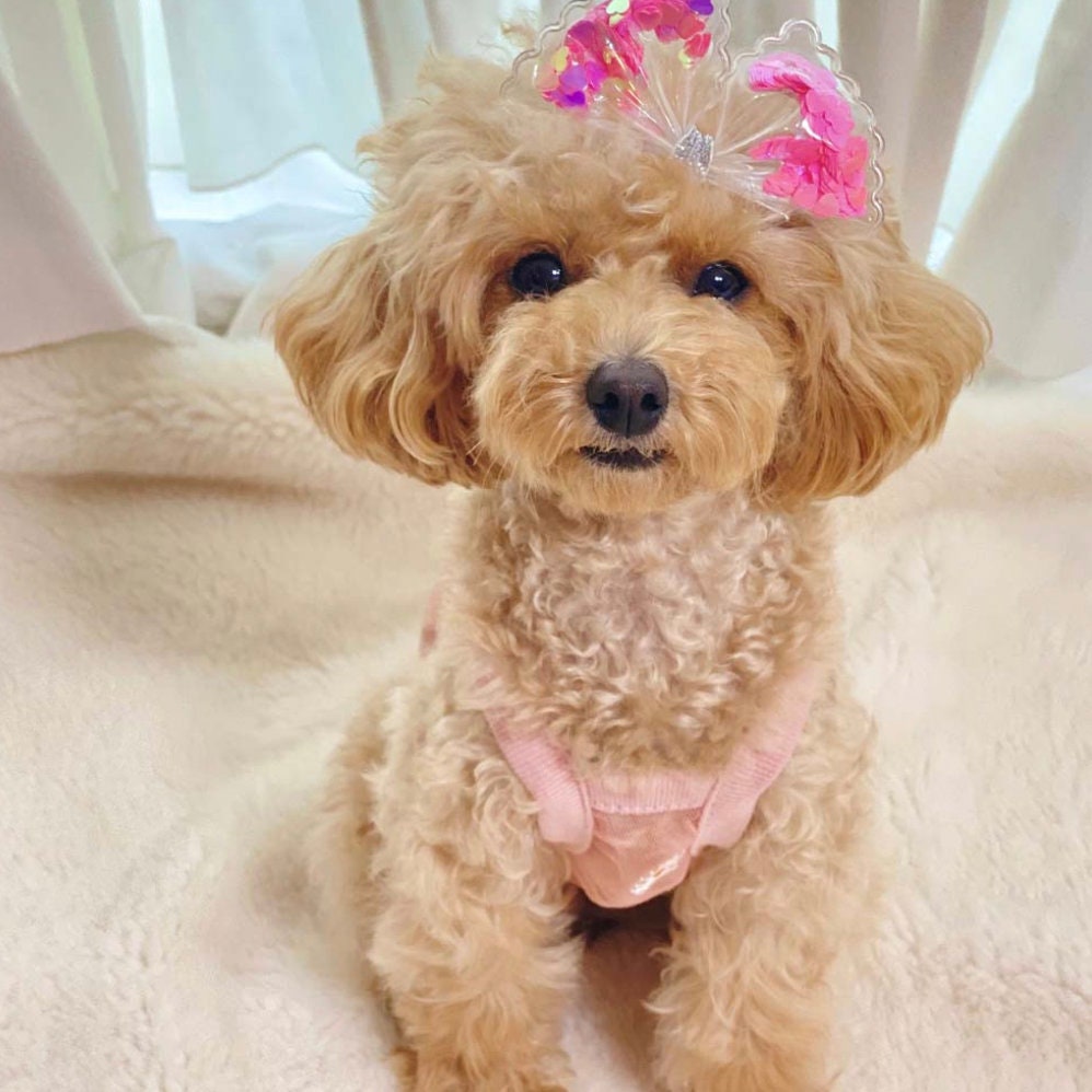 NKpup pastel pink mesh dog crop top with daisy details