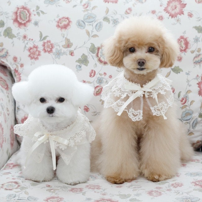 Floral Lace Dog Cape