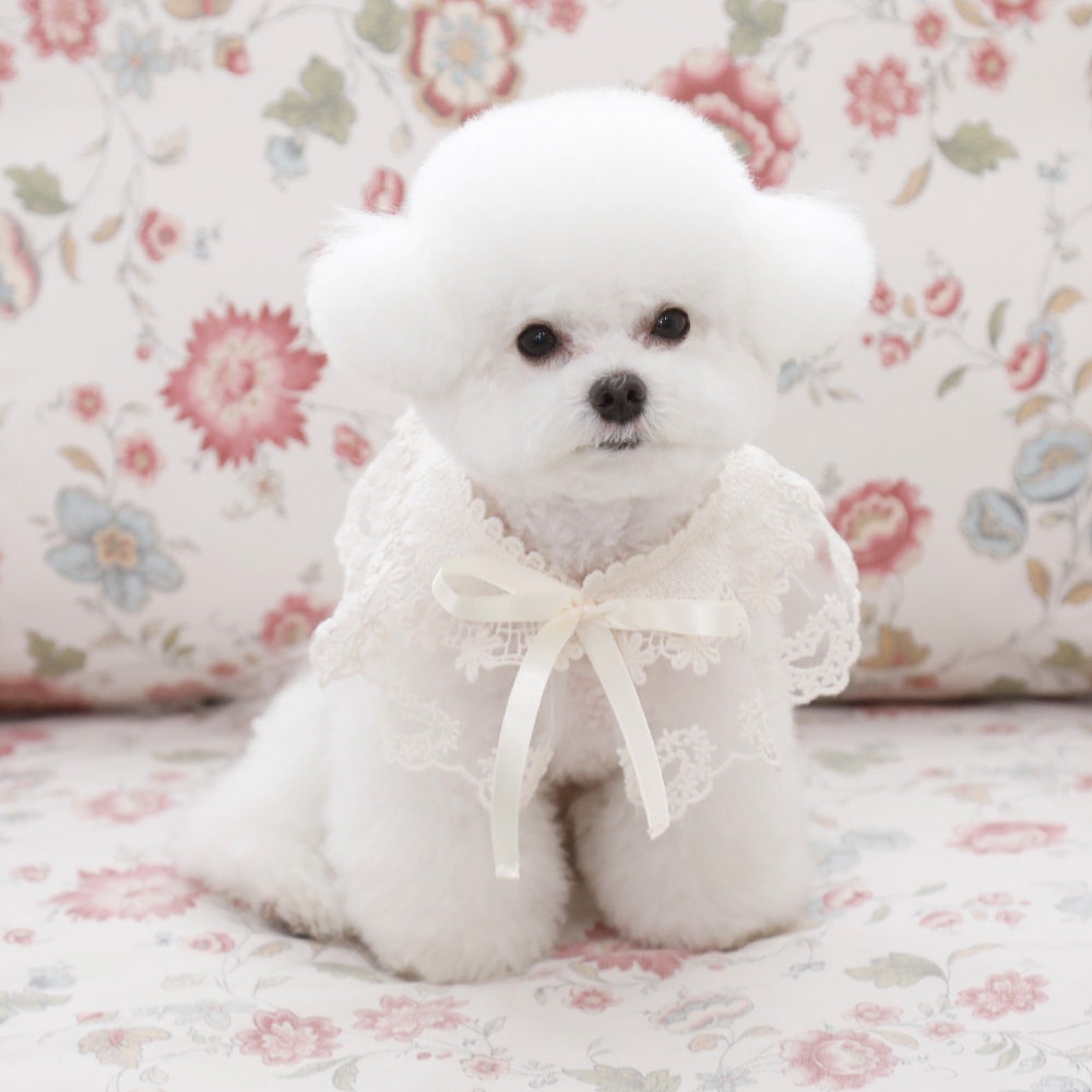 Floral Lace Dog Cape