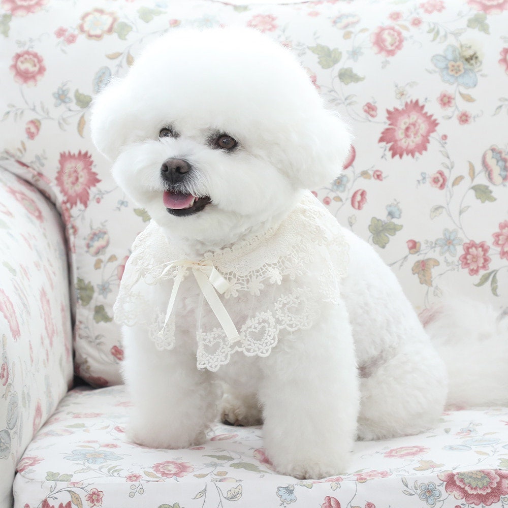 Floral Lace Dog Cape