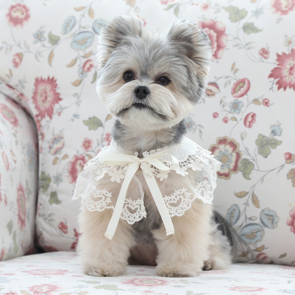 Floral Lace Dog Cape