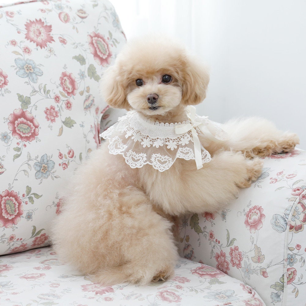 Floral Lace Dog Cape