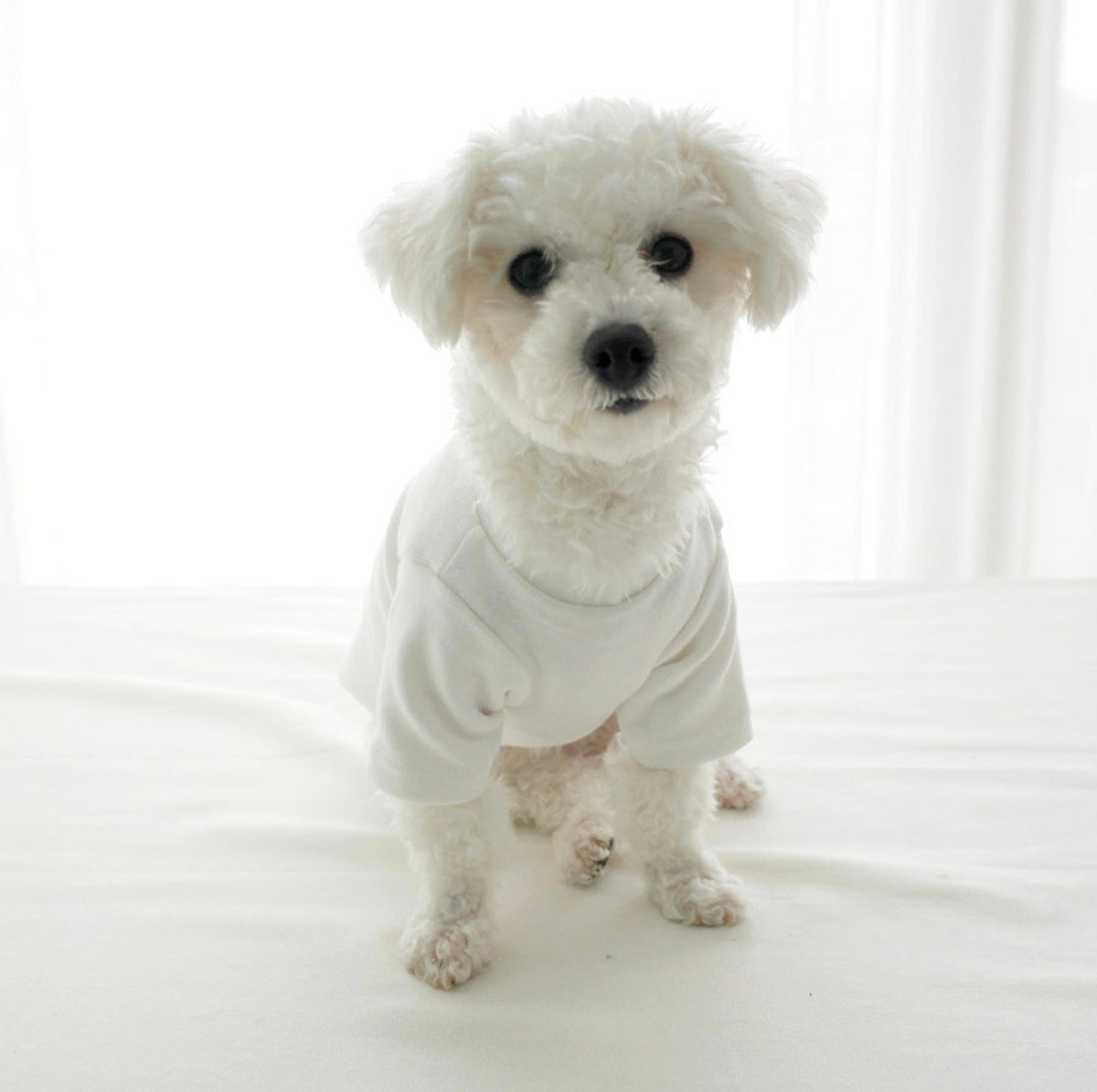 Basic Round Dog Shirt