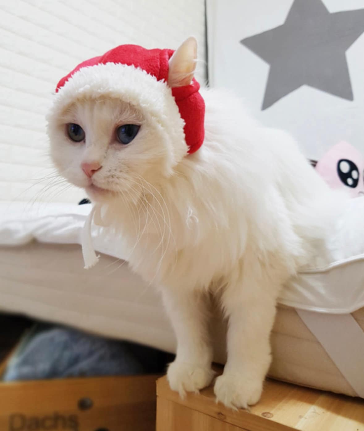 Santa Dog Christmas Hat